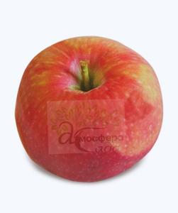 Яблоня Виста Белла 